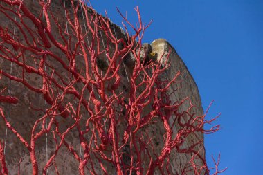 Installation of trees painted red in the form of corals in Alghe