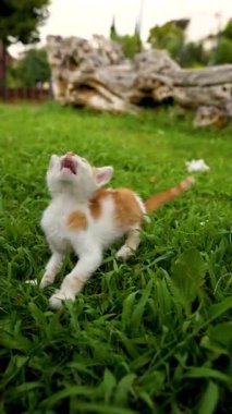 Küçük, ürkek bir kedi çimlerin üzerinde