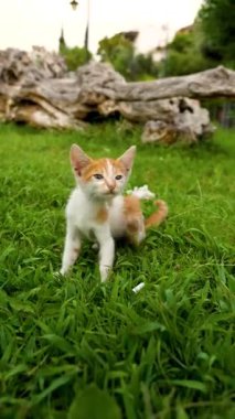 Bahçedeki çimenleri tırmalayan sevimli kedi yavrusu.