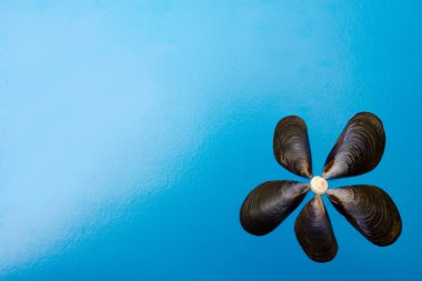 Bir mavi arka plan, doku ve arka plan güzel siyah kabukları