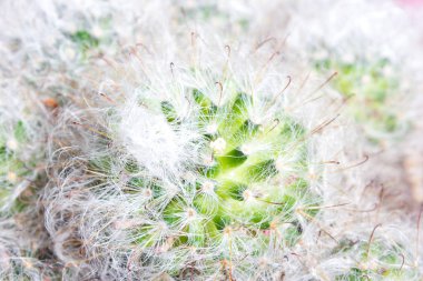 Kabarık Mammilyaria kaktüs - doku