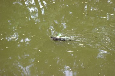 Su samuru, suda yüzen misk sıçanı