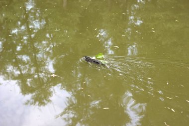 Su samuru, suda yüzen misk sıçanı