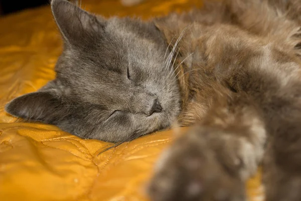 Gatinho cinza, o gato que mente, relaxando — Fotografia de Stock