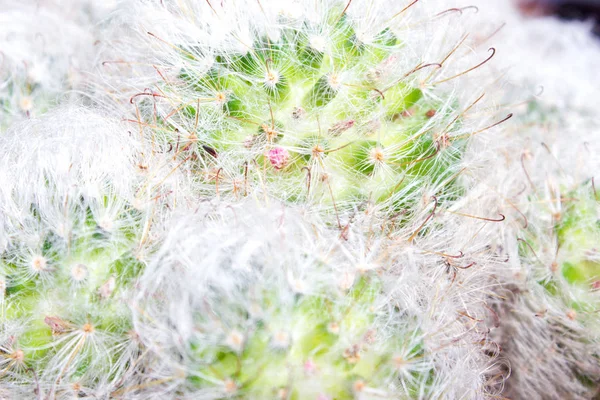 Puszysty Mammilyaria kaktusy-tekstura — Zdjęcie stockowe