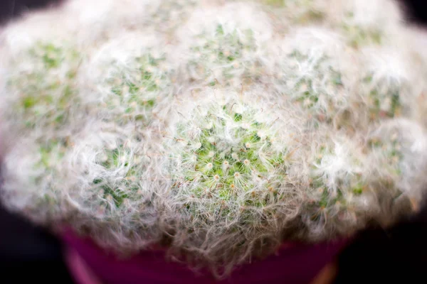 Bolyhos kaktusz mammilyaria-a pot — Stock Fotó