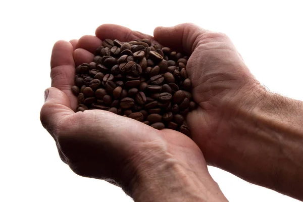 Mão de homem um punhado de grãos de café - silhueta — Fotografia de Stock