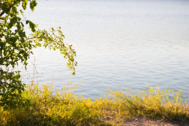 Su bitkiler arka plan ile Shore, sessiz göl - arka plan