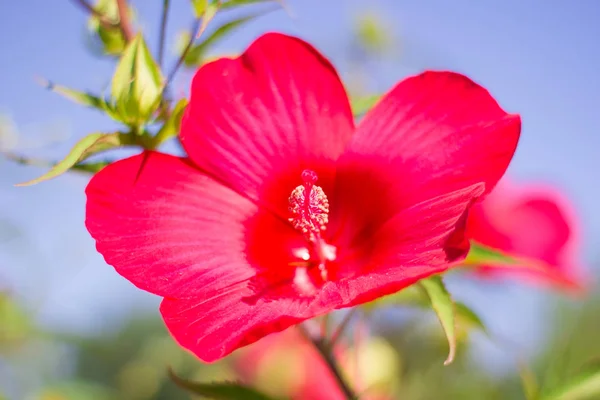 Красивый алый гибискус вблизи, цветочный подарок — стоковое фото