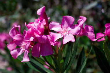 Güzel çok parlak çiçek rhododendron yakın, tatil hediyesi