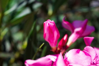 Güzel çok parlak çiçek rhododendron yakın, tatil hediyesi