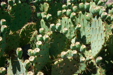 Doku yeşil dikenli kaktüsler closeup, güzel arka plan