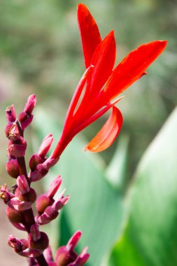 Güzel parlak çiçek canna, cana yakın, tatil hediyesi