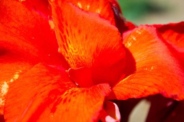 Güzel parlak çiçek canna, cana yakın, tatil hediyesi