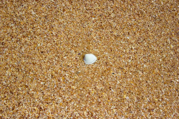 Playa costera agua mar olas arena conchas, textura de fondo — Foto de Stock