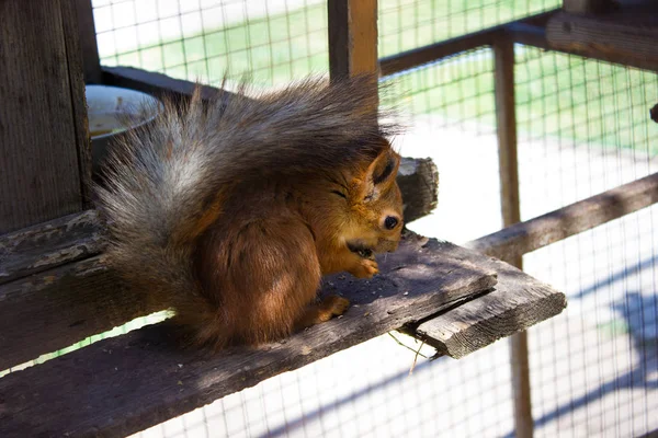 Beautiful squirrel eating nut in zoo aviary, nature conservation — Stock Photo, Image