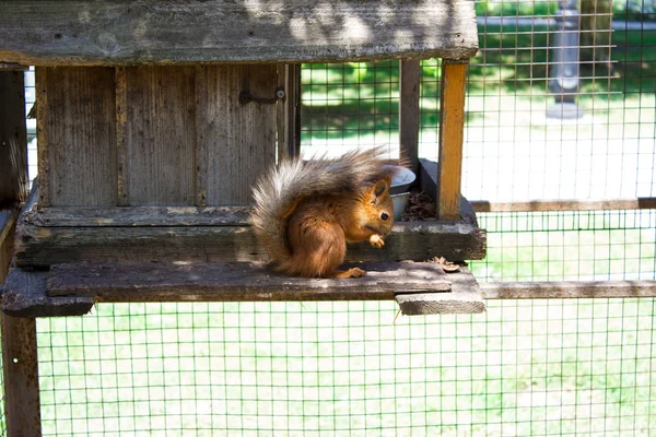 Eichhörnchen fressen Nuss in Zoovoliere, Naturschutz — Stockfoto