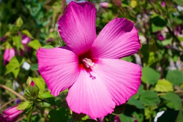 Schöner scharlachroter Hibiskus aus nächster Nähe, Blumengeschenk — Stockfoto