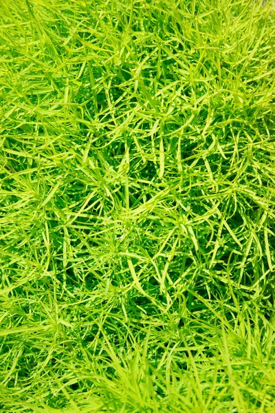 Grön fin gräs buske textur-bakgrund alger greener — Stockfoto