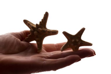 Nadir yıldız balığı figürü ile kadın eller-koyu izole siluet, konsept