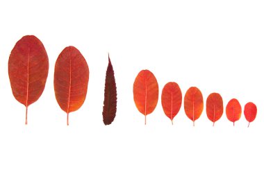 Ağaç cotinus coggygria beyaz bir arka plan üzerinde yaprakları