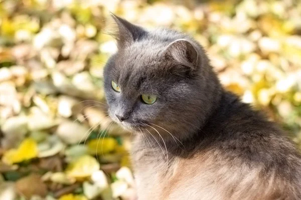 Schöne graue Katze britisch in der Natur, Porträt im Freien — Stockfoto