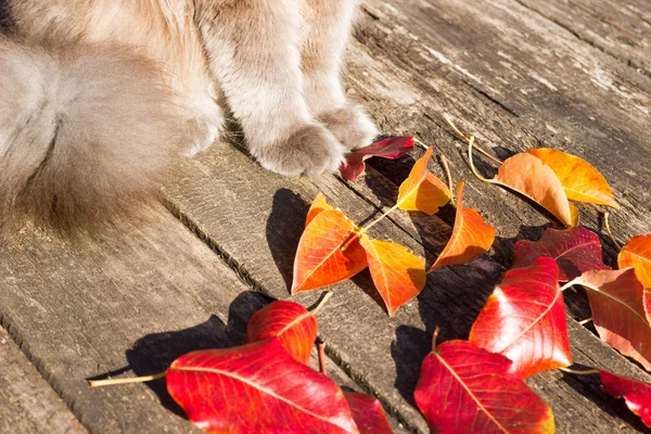 Pfoten einer schönen grauen britischen Katze in der Natur, auf dem Hintergrund abgefallener Blätter — Stockfoto