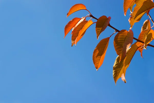 Zweige mit Blättern vor blauem Himmel, Minimalismus — Stockfoto