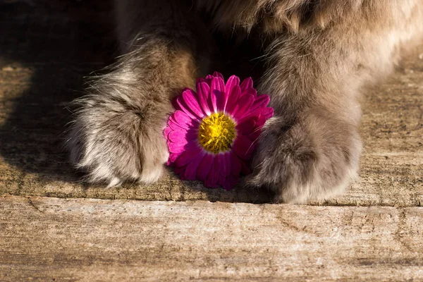 Paws of beautiful gray british cat in nature, chrysanthemum flower
