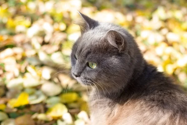 Schöne graue Katze britisch in der Natur, Porträt im Freien — Stockfoto
