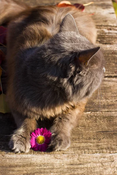 Güzel gri İngiliz kedi, düşmüş yaprakları üzerinde portre açık havada — Stok fotoğraf
