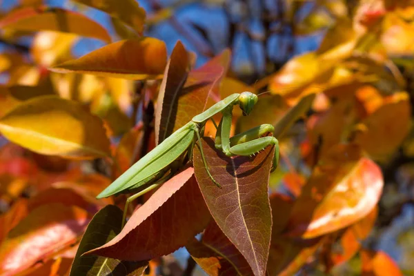 Αλογάκι της Παναγίας το φθινόπωρο κόκκινο και κίτρινο φύλλα στο δέντρο — Φωτογραφία Αρχείου