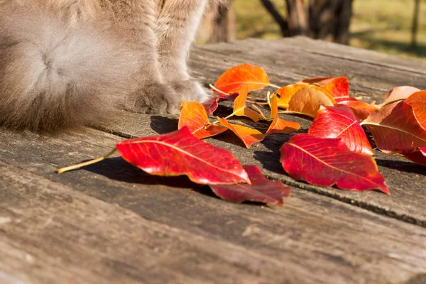 Doğada güzel bir gri İngiliz kedi pençeleri, düşmüş yaprakların arka planda
