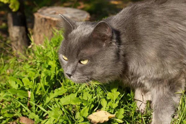 Beautiful gray cat british in nature, portrait outdoors — Stock Photo, Image