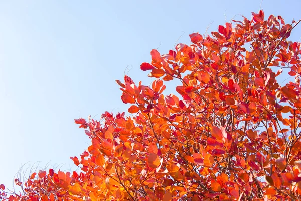 Zweige mit Blättern vor blauem Himmel, Minimalismus — Stockfoto