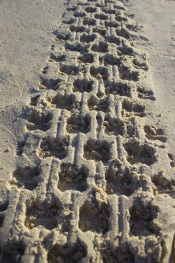 Gündoğumu plajda kum araba lastik quadro döngüsünde Ayak Izi