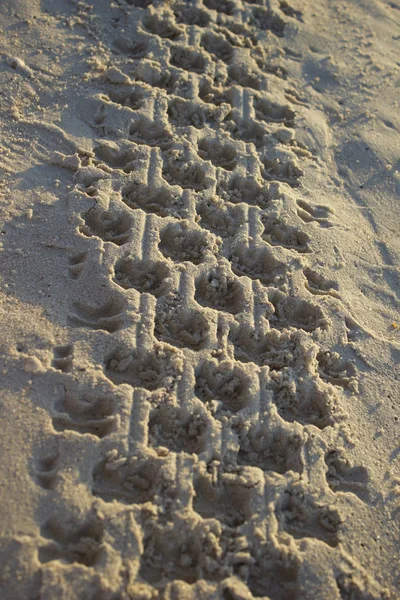 Gündoğumu plajda kum araba lastik quadro döngüsünde Ayak Izi