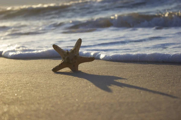Starfish on sand sunrise background sea, horizon beach dawn wave
