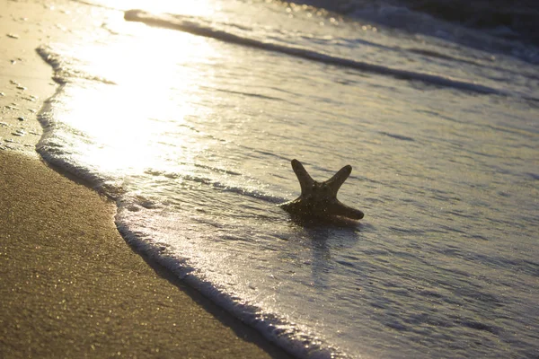 Kum gündoğumu arka plan deniz, ufuk plaj şafak dalga üzerinde Denizyıldızı