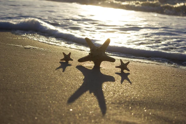 Starfish on sand sunrise background sea, horizon beach dawn wave — Stock Photo, Image