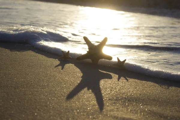 Kum gündoğumu arka plan deniz, ufuk plaj şafak dalga üzerinde Denizyıldızı