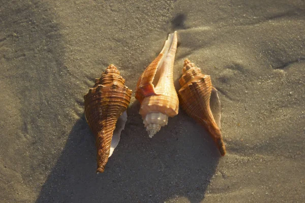 Coquillages sur sable lever de soleil fond mer, horizon plage aube vague — Photo