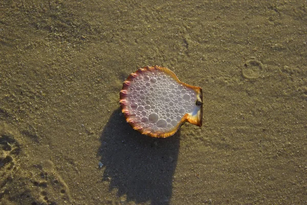 Seashells na piasek wschód słońca tło morze, Horizon plaża świt fali — Zdjęcie stockowe