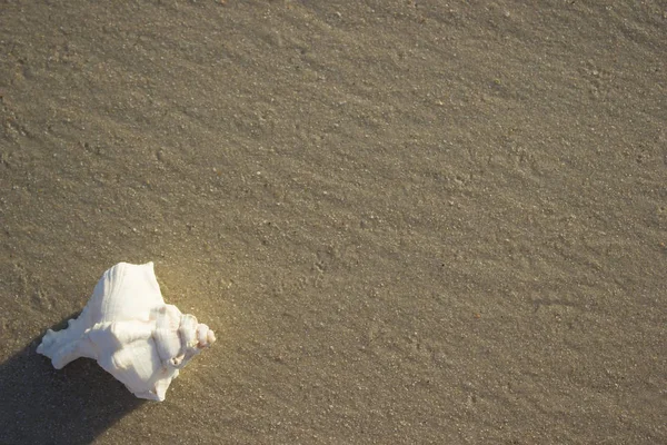 Coquillages sur sable lever de soleil fond mer, horizon plage aube vague — Photo
