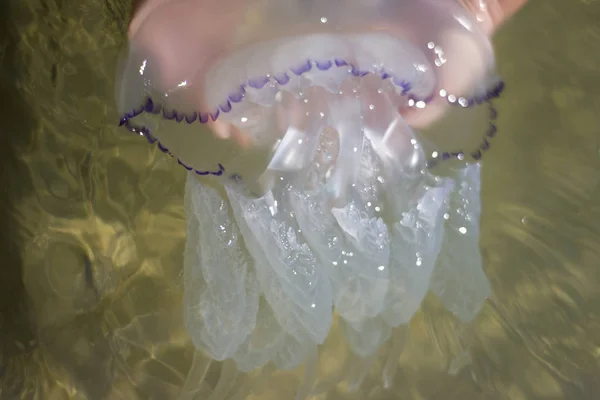 Jellyfish medusa rhizostomeae in female hand - outdoors, water, sea, sun — Stock Photo, Image