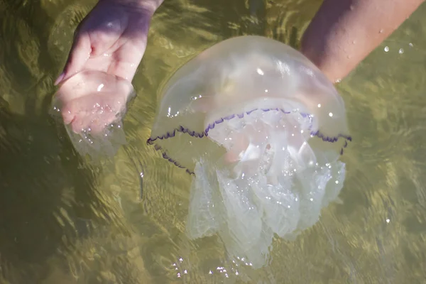 Méduses méduses rhizostomées à la main féminine - à l'extérieur, l'eau, la mer, le soleil — Photo