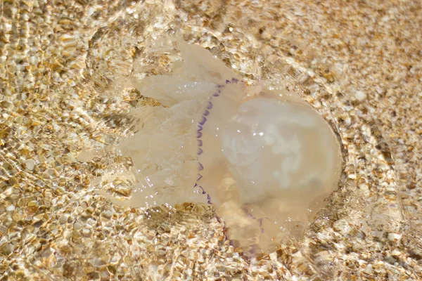 Méduses méduses rhizostomées sous-marines - à l'extérieur, l'eau, la mer, le soleil — Photo