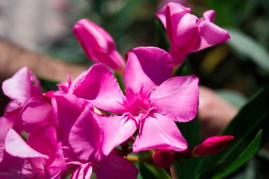 Güzel çok parlak çiçek rhododendron yakın, tatil hediyesi