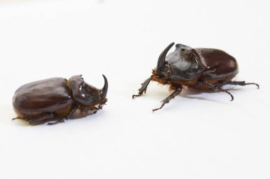 Gergedan böceği yakın çekim - stüdyo çekimi, böcek biyolojisi