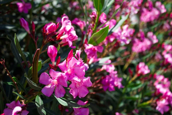 Beautiful many bright flower rhododendron close up, holiday gift — Stock Photo, Image